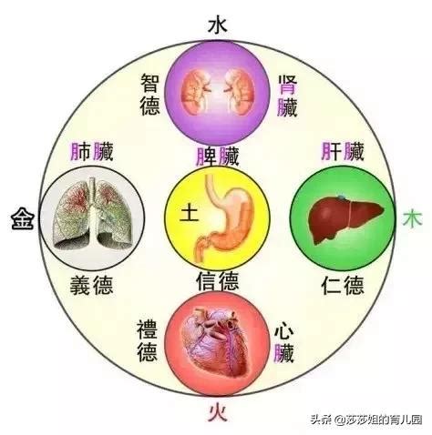 心五行|心 (臟腑)